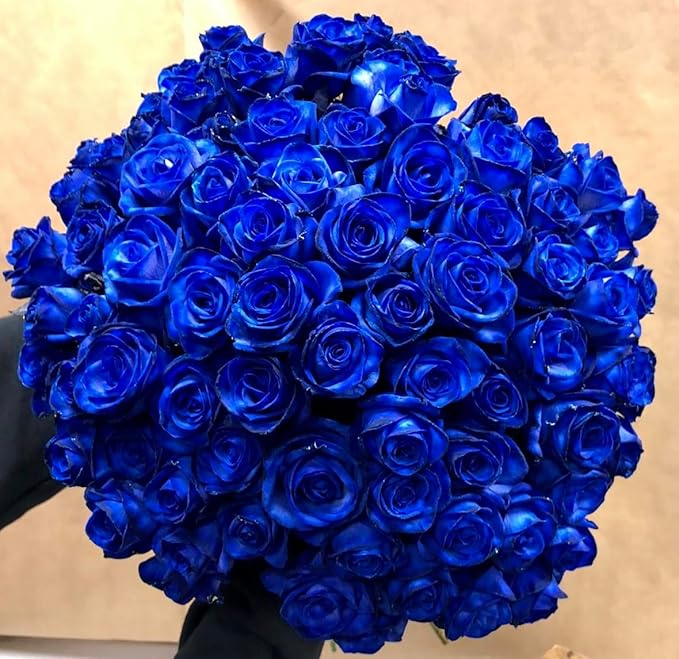 Bloomoxio | Flower Seeds Rose Plant Lotus Seed Flowering Blue Rose Plant - Bloomoxio Blue Rose Seeds (Pack of 20 seeds)