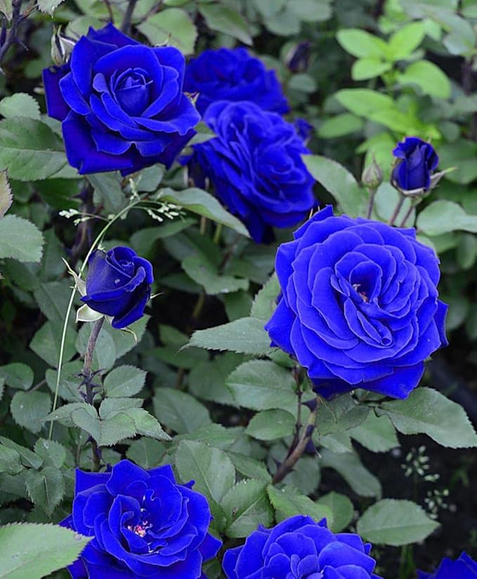 Bloomoxio | Flower Seeds Rose Plant Lotus Seed Flowering Blue Rose Plant - Bloomoxio Blue Rose Seeds (Pack of 20 seeds)
