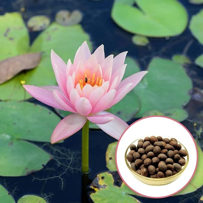 Bonsai Lotus Seeds | Lotus Flower Seeds Bonsai Lotus Seeds (Pack of 80)