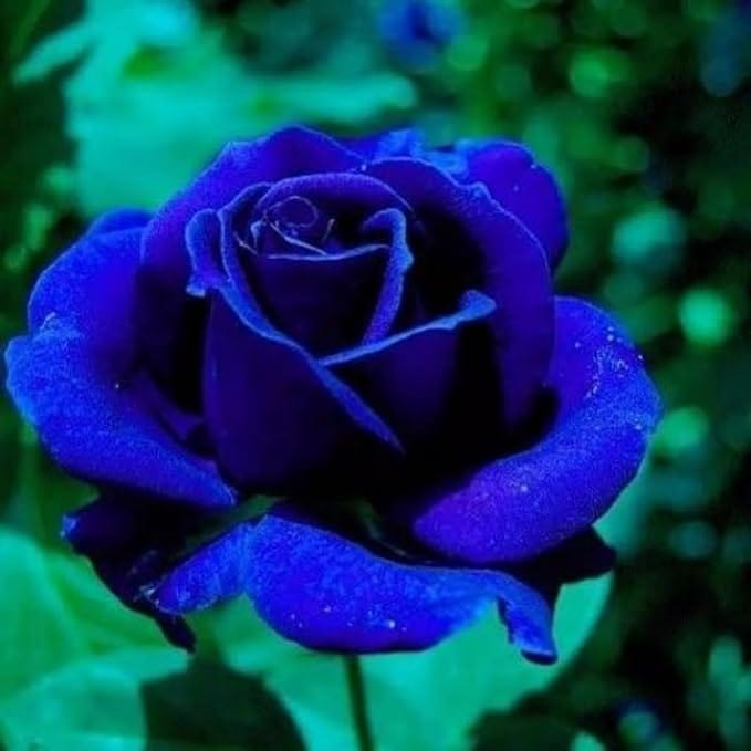 Flower Seeds Rose Plant Lotus Seed Flowering Blue Rose Plant - Blue Rose Seeds (Pack of 20 seeds)
