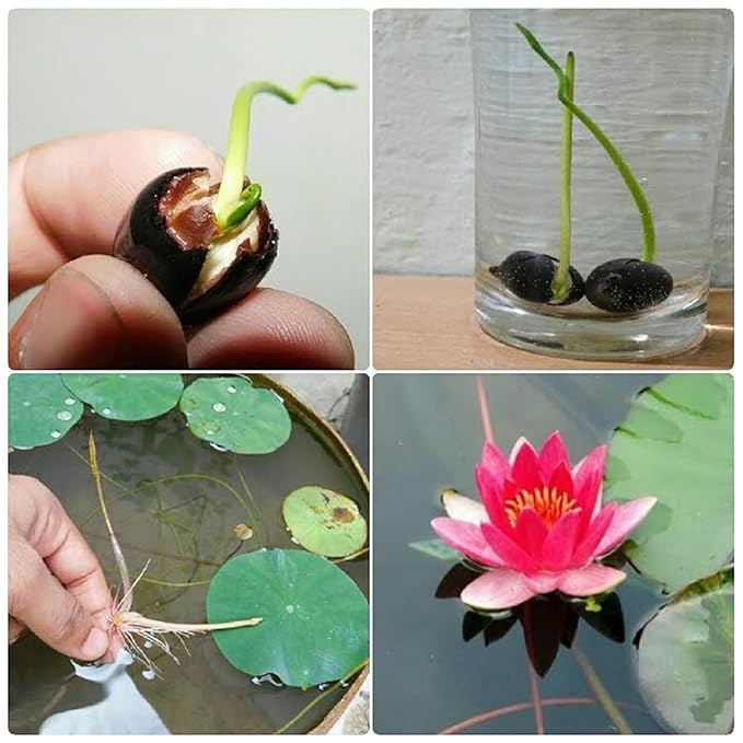 LotusBloom Seeds | Lotus Flower Seeds - LotusBloom Seeds (Pack of 80)