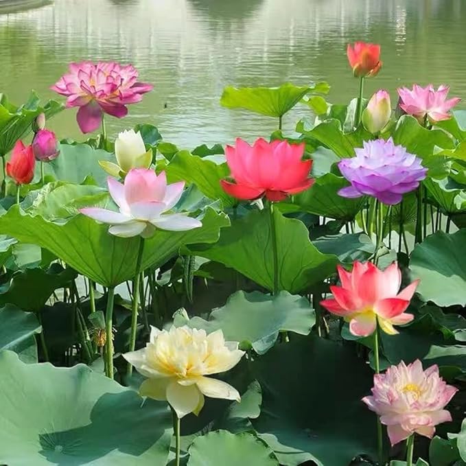 LotusBloom Seeds | Lotus Flower Seeds - LotusBloom Seeds (Pack of 80)