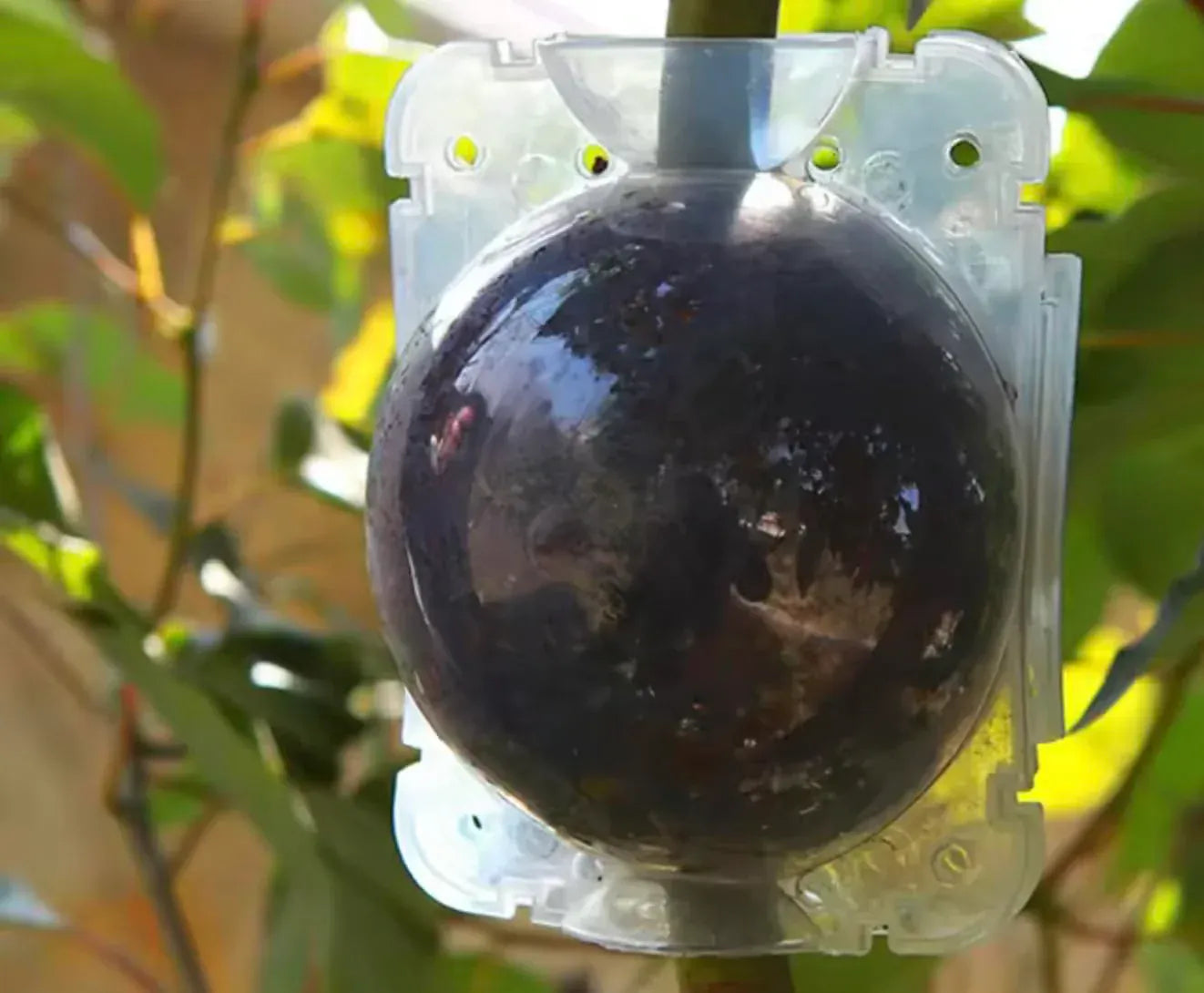 RootPeek™ (Pack of 5 with Free Pot mix) | Vegetable Seeds Flower Grow Bags Tools For Gardening Fertilizer Plant RootPeek™ Plant Rooting Balls (Pack of 5 with Free Pot mix)