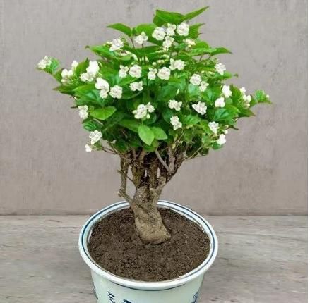 Premium Double Jasmine Seeds (Set of 2)