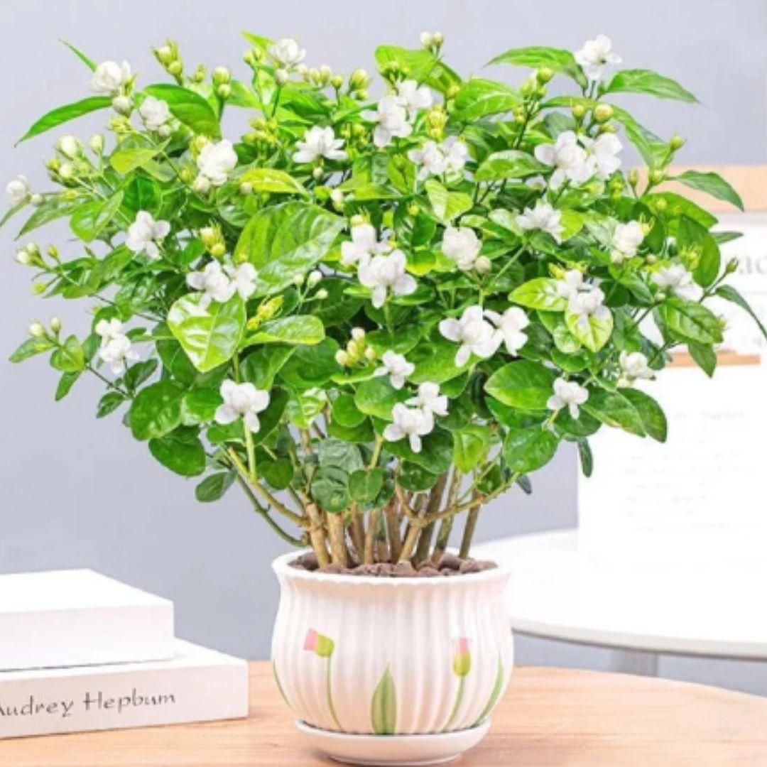 Premium Double Jasmine Seeds (Set of 2)