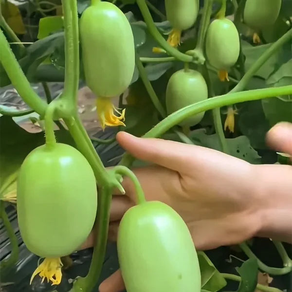 Cucumber Seeds