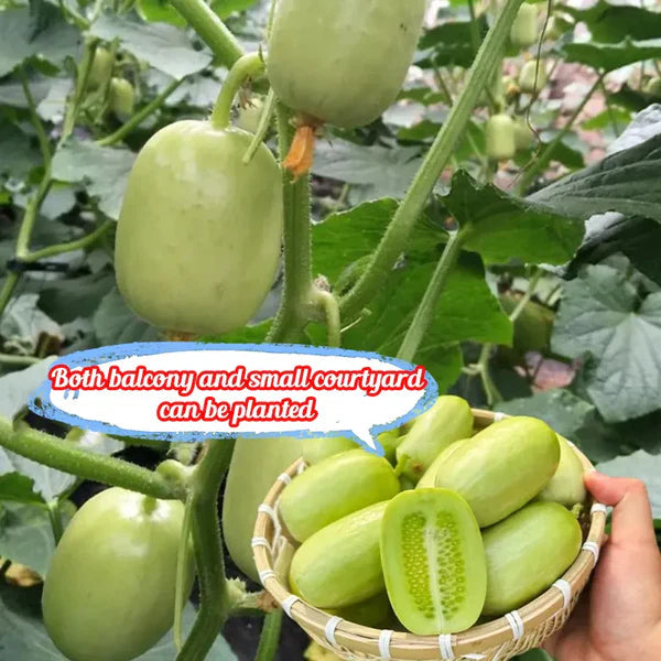 Cucumber Seeds