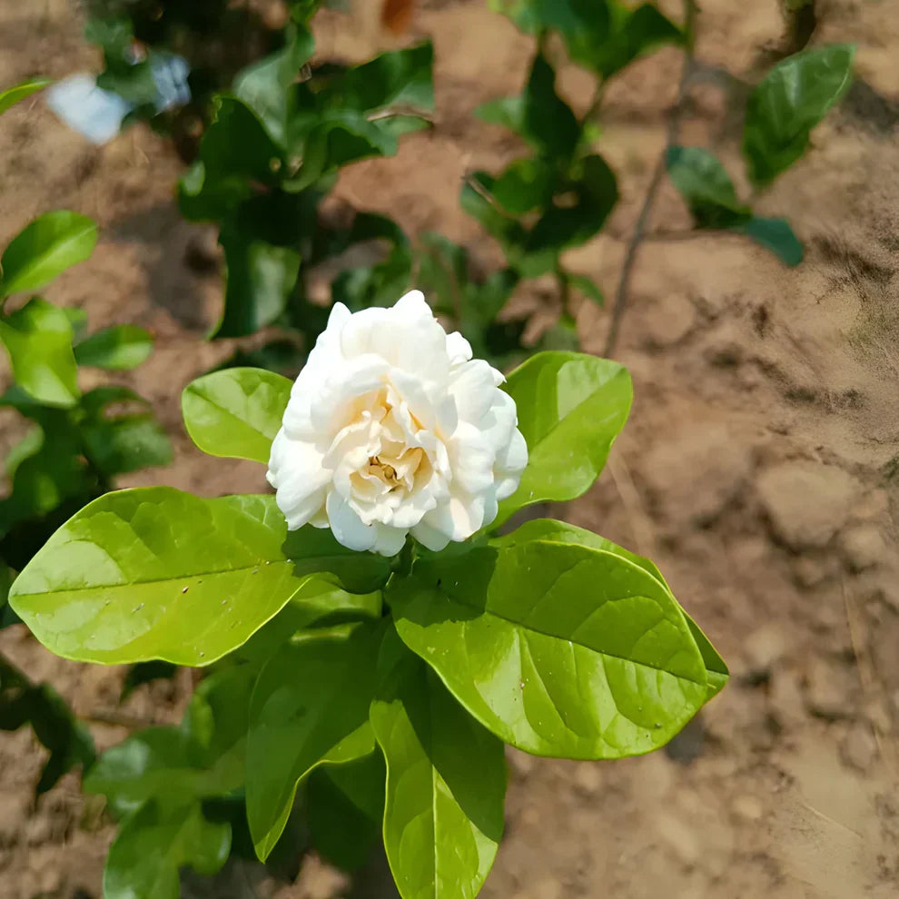 Premium Double Jasmine Seeds (Set of 2)