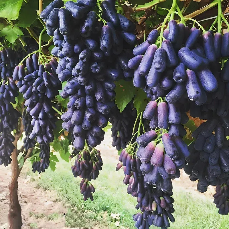 Premium High-Yield Blue Grape Seeds
