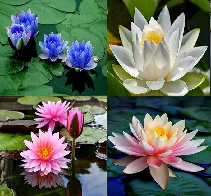 LotusBloom Seeds | Lotus Flower Seeds - LotusBloom Seeds (Pack of 80)