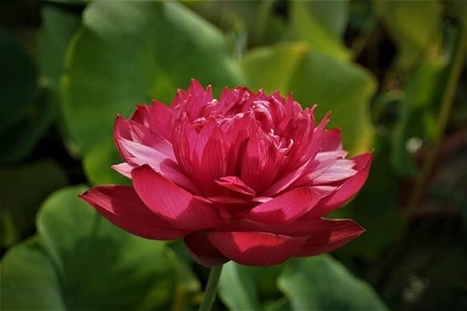 LotusBloom Seeds | Lotus Flower Seeds - LotusBloom Seeds (Pack of 80)