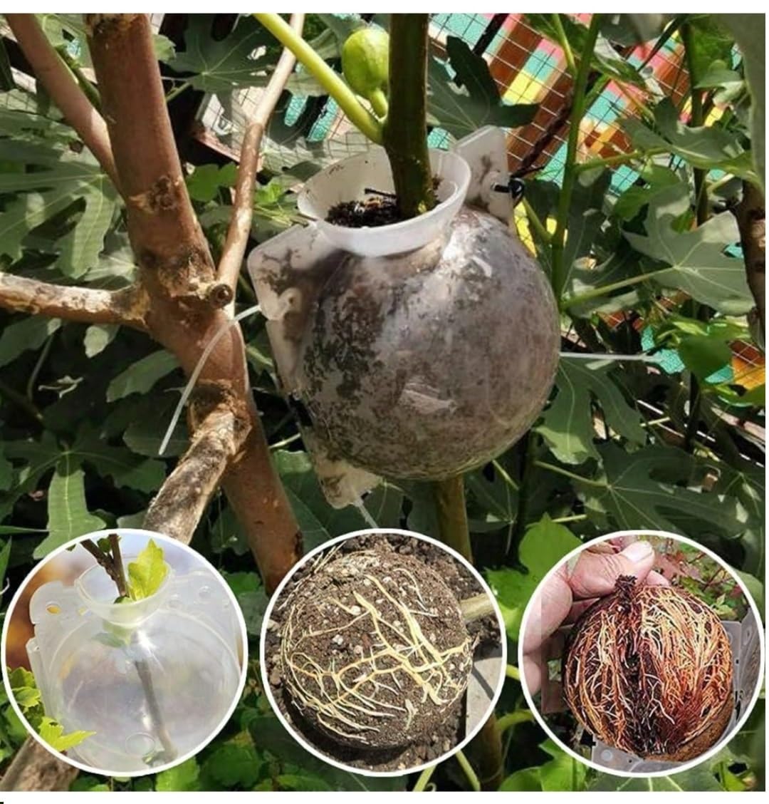 RootPeek™ (Pack of 5 with Free Pot mix) | Vegetable Seeds Flower Grow Bags Tools For Gardening Fertilizer Plant RootPeek™ Plant Rooting Balls (Pack of 5 with Free Pot mix)